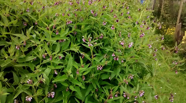 Comfrey is also great for bees!