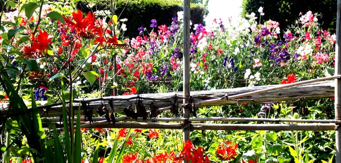 Behind the Scenes at Great Dixter – July 2016