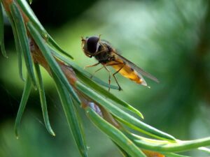 Hoverfly