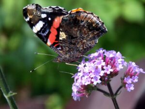 Peacock Butterfly