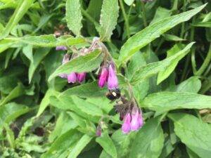 Comfrey flowers