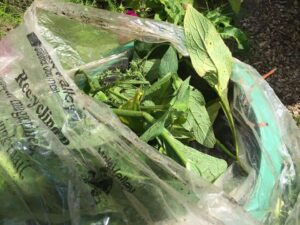 Comfrey compost tea