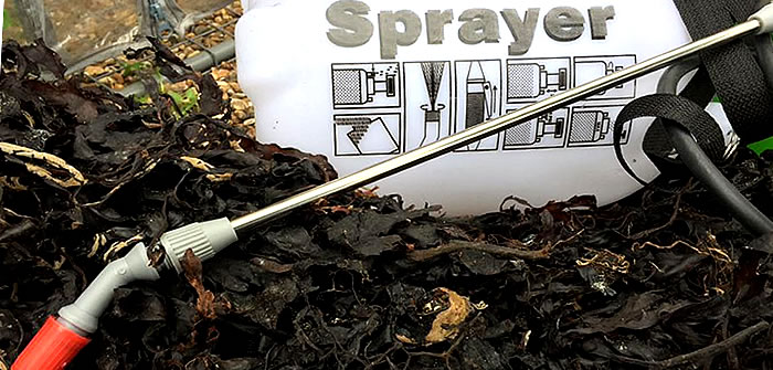 Seaweed – too many benefits to be ignored by plant growers Seaweed benefits