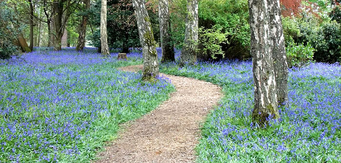 Three great Bluebell woods to visit in Surrey
