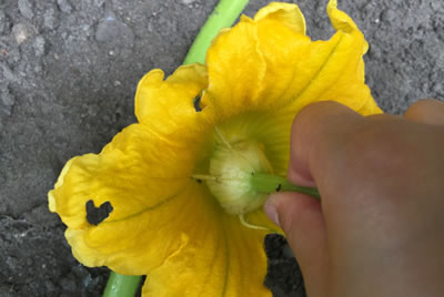 Pollinating pumpkins by hand