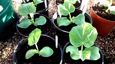 When and how to sow pumpkins