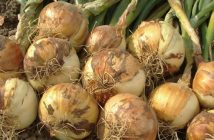Growing onions at the allotment