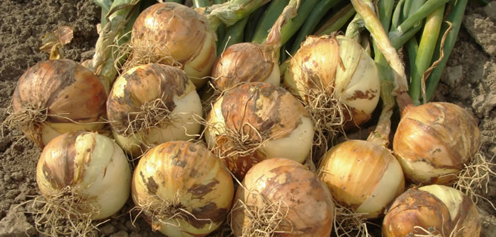 Growing onions at the allotment