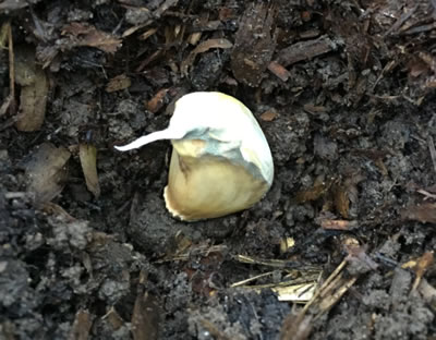 A Garlic Clove Ready for Covering