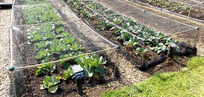 Netting Brassicas using Build-a-Ball Connectors