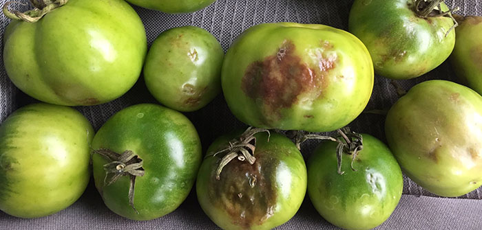 You say tomato, I say ‘blight’, let’s call the whole thing off