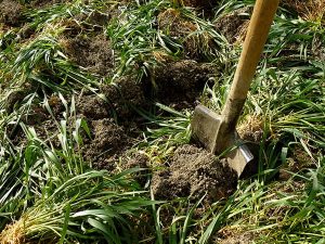 Digging in green manure