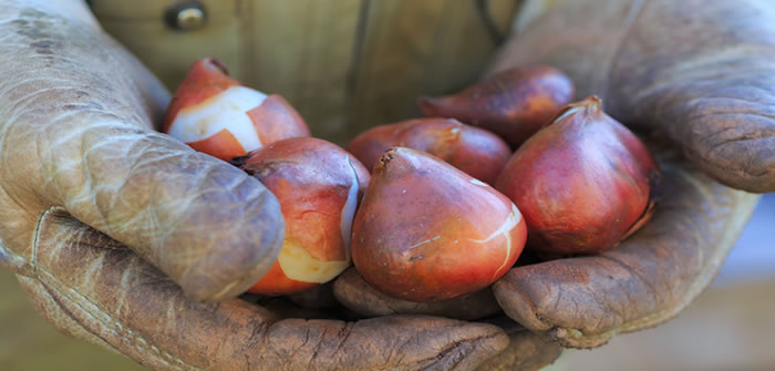 Flowering Bulbs – Lifting, Separating and Storing Lifting bulbs