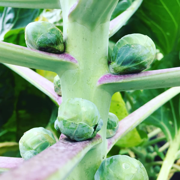 Brussels Sprouts Pruning and Topping Grow Like Grandad