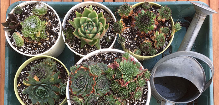 Succulents – Low Maintenance Indoor Plants