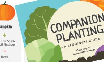 Vegetable companion planting