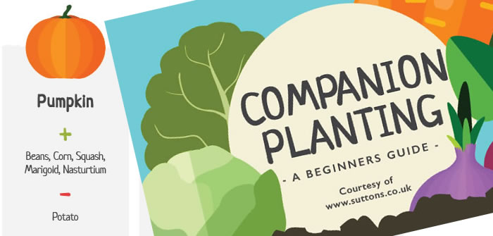 A Vegetable Companion Planting Guide Vegetable companion planting