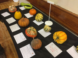 Pumpkins on display