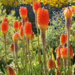 Loseley Park Gardens