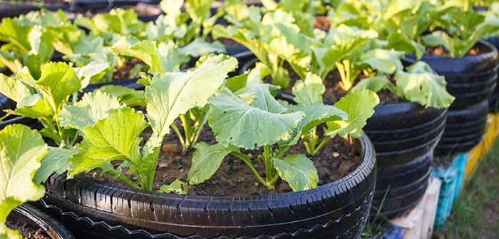 Are tyres safe to grow food in?