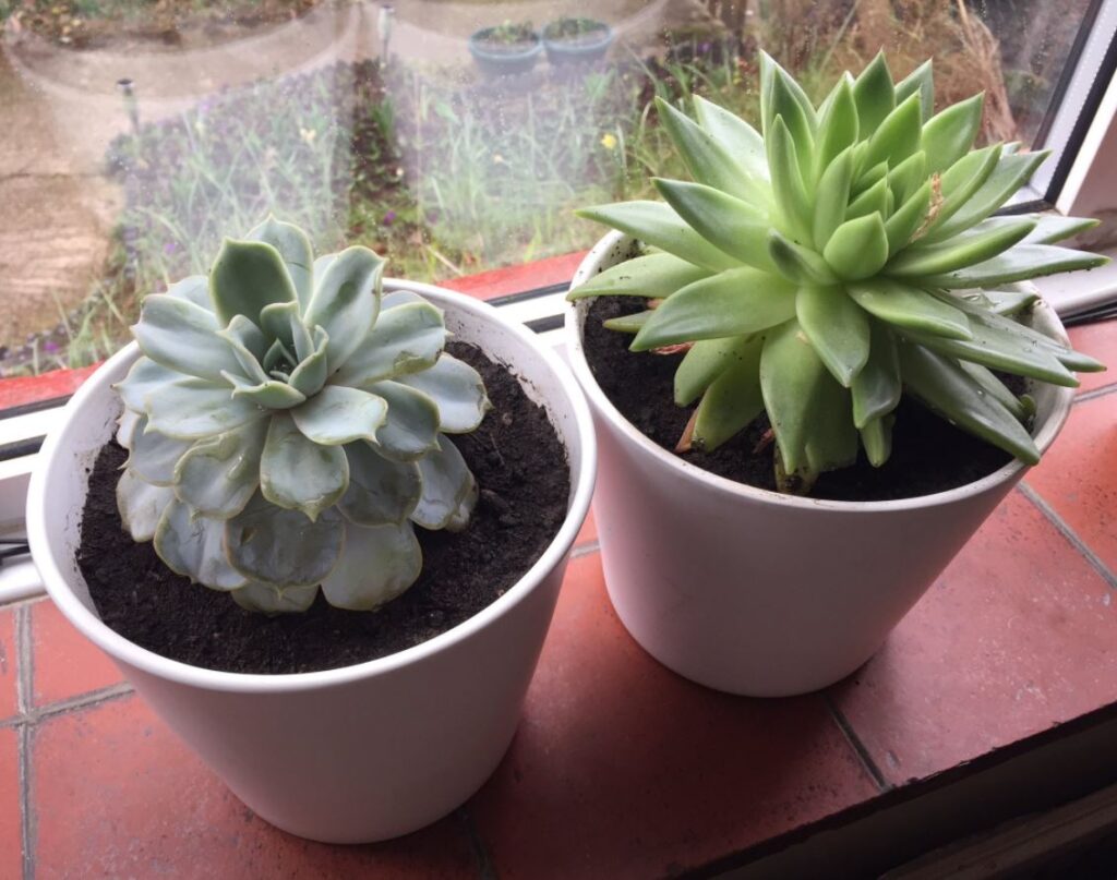 Succulents Low Maintenance Indoor Plants Grow Like Grandad