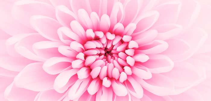 Why do humans love flowers? Ask the bees and Leonardo da Vinci Why do humans love flowers?