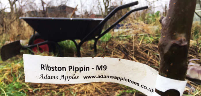 Planting a Dwarf Fruit Tree Orchard at Plot 44B Planting a Dwarf Fruit Tree Orchard at Plot 44B