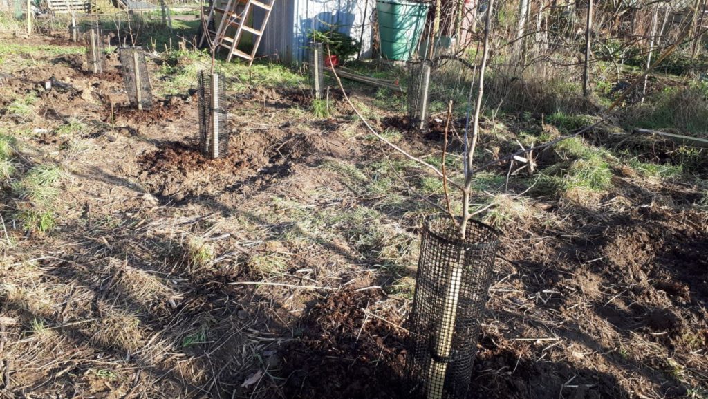 Staked fruit trees with plastic cages from www.green-tech.co.uk pinned down with tent pegs.
