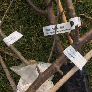 Planting Dwarf Fruit Trees