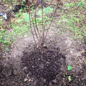 Manure Mulch