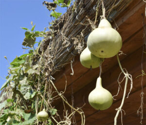 Bottle Gourds (Calabash)