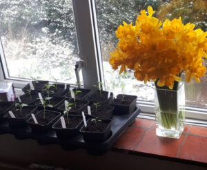One of three trays on the windowsills at home