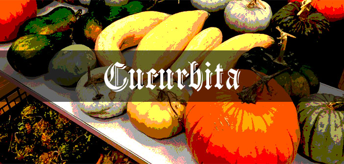 Pumpkins, Squash & Gourds: Medieval Grow Your Own