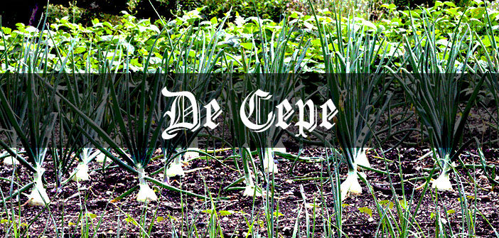 How to Grow Onions: Medieval Grow Your Own