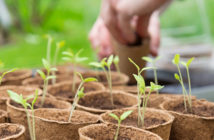 Germination Temperatures: Which vegetables can you sow in a frozen March?