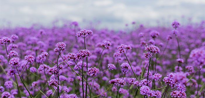 I’m a Volunteer at RHS Chelsea & Hampton Court Flower Shows I'm a Volunteer at RHS Chelsea and Hampton Court Flower Shows
