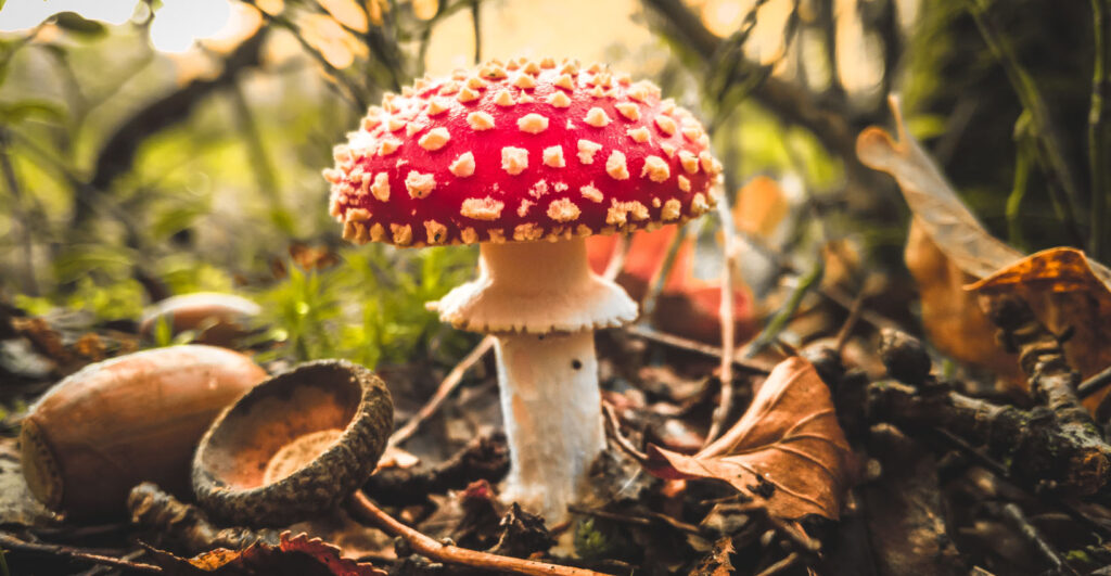 Fly Agaric