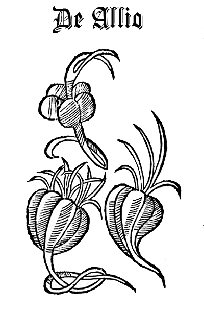 De Allio - Garlic