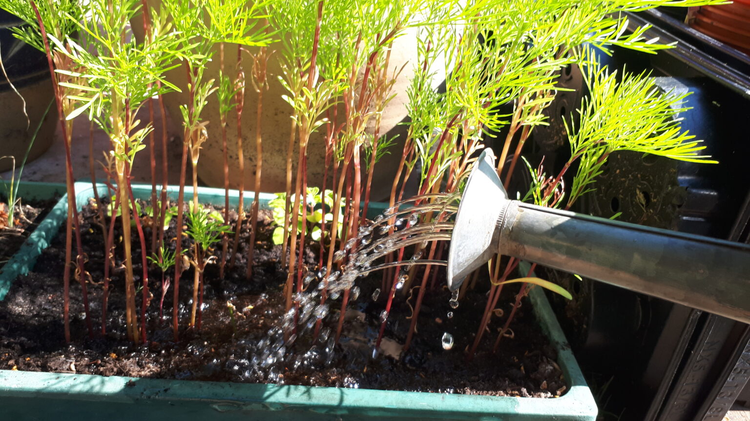 Tips for watering outdoor plants – When, Where, How?