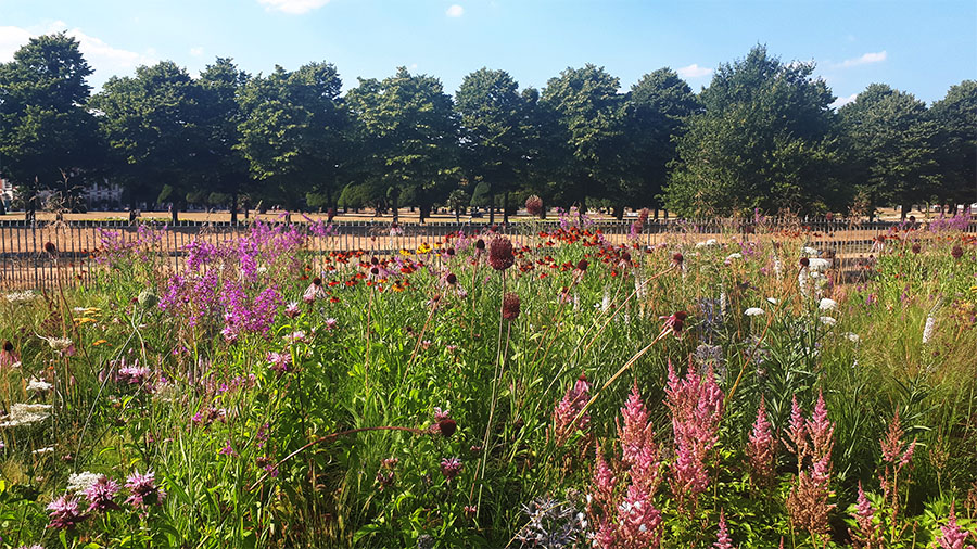 Horticultural Heroes - Piet Oudolf - Perennial Wild Meadow