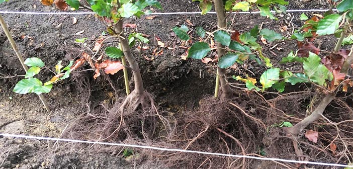How to Plant a Hedge in Autumn (an Ashridge Nurseries guide)