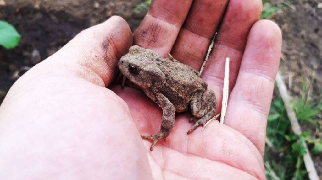 A member of my allotment toad army