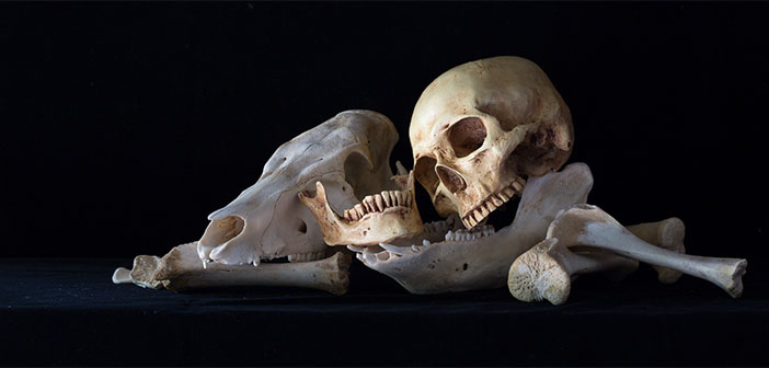 Bone meal, a gruesome fairy-tale fertiliser?