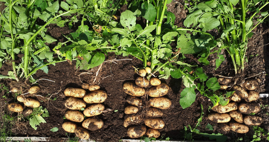 flowers potato fruits should grow removed remove their growing allotment 83kg lightest yield