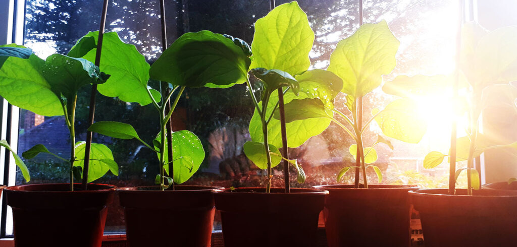 The guilt of lockdown happiness