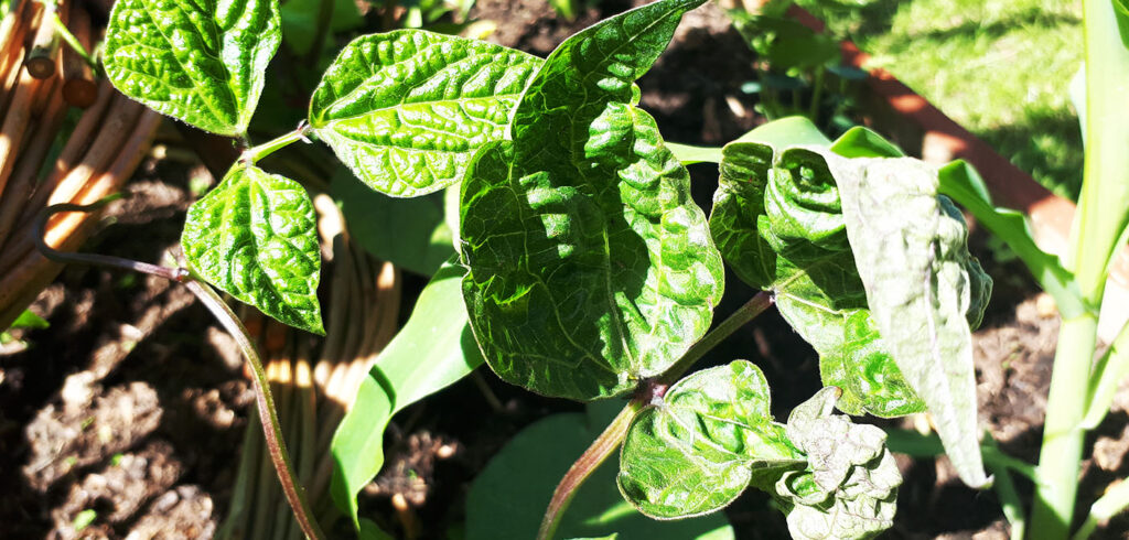 Agricultural weedkiller in my manure… again