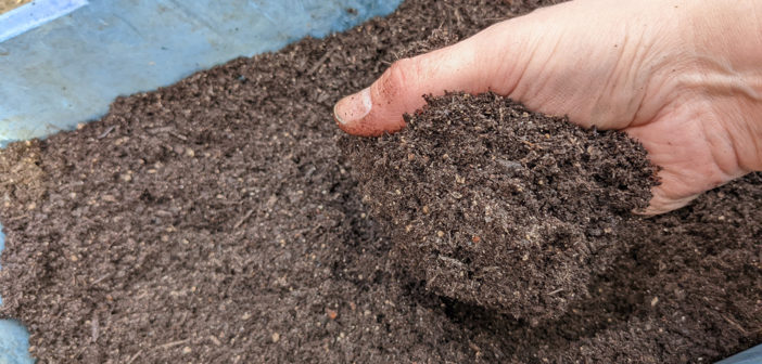 Indoor seed sowing – peat-free compost, worm casts and mole hills