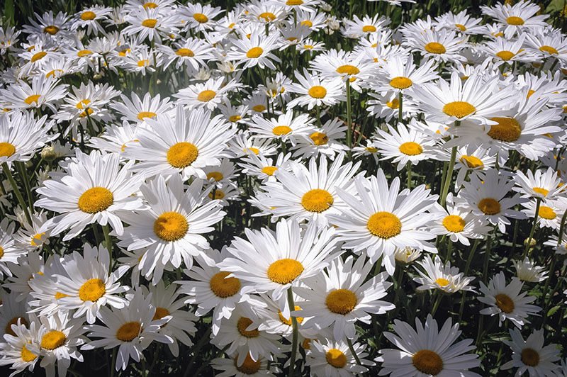 Shasta daisy flowers
