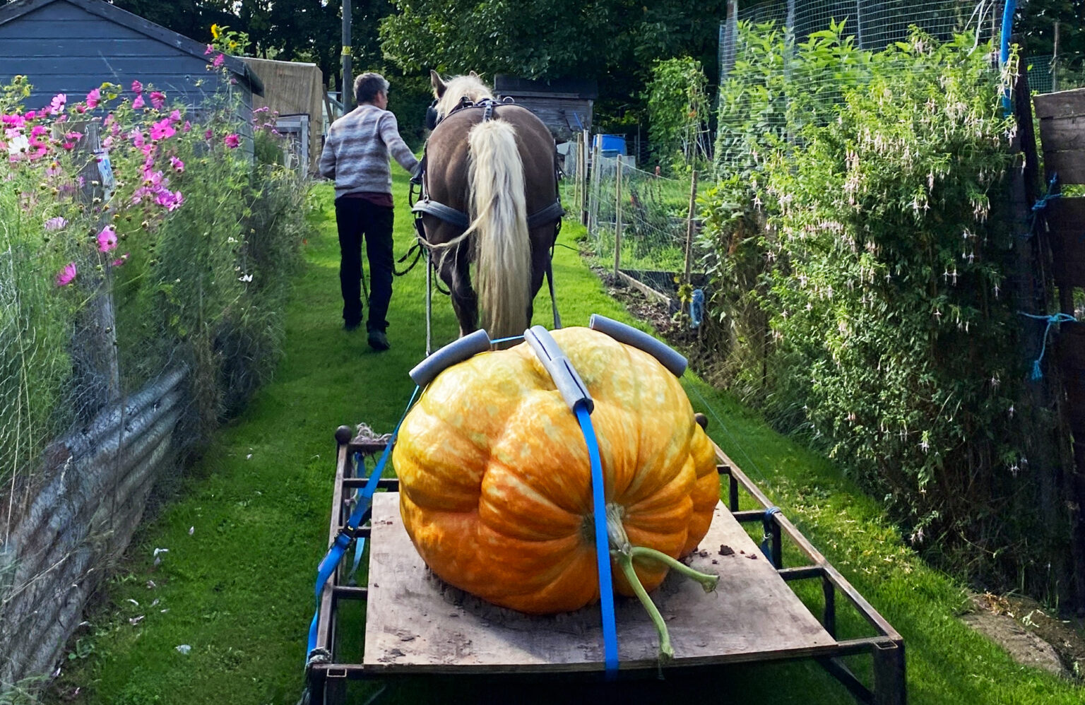 My blood cancer diagnosis, big pumpkins and hospital fundraising